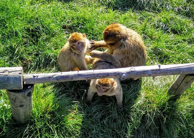 Affen- und Vogelpark Eckenhagen