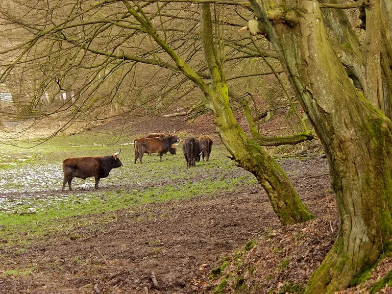 Eiszeitliches Wildgehege Neandertal