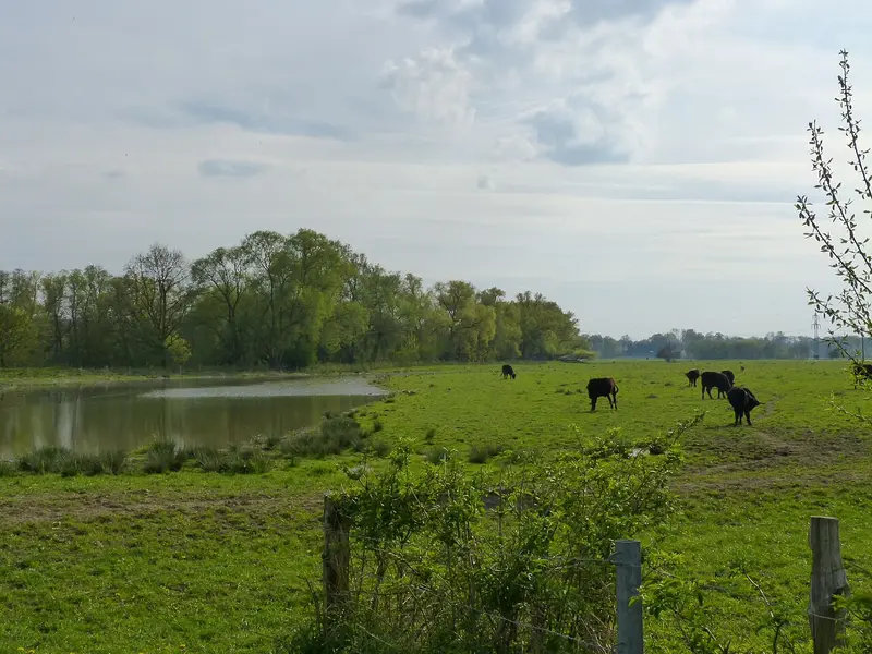 Kiebitzwiese