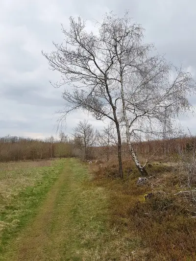 Landwehr Auf dem Kohlberg