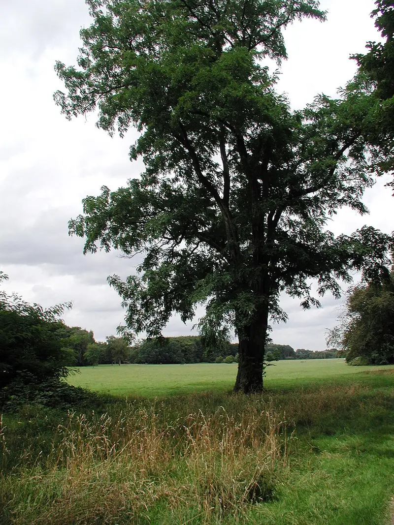 Merheimer Heide