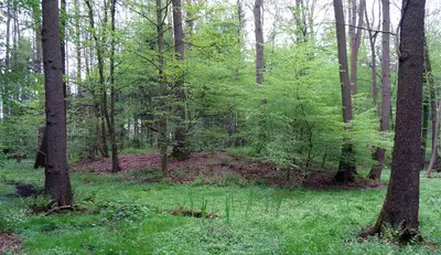 Motte Wiebershausen/Niederscherf