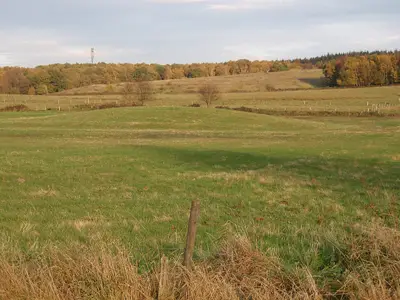 Niederungsmotte Niederpleis