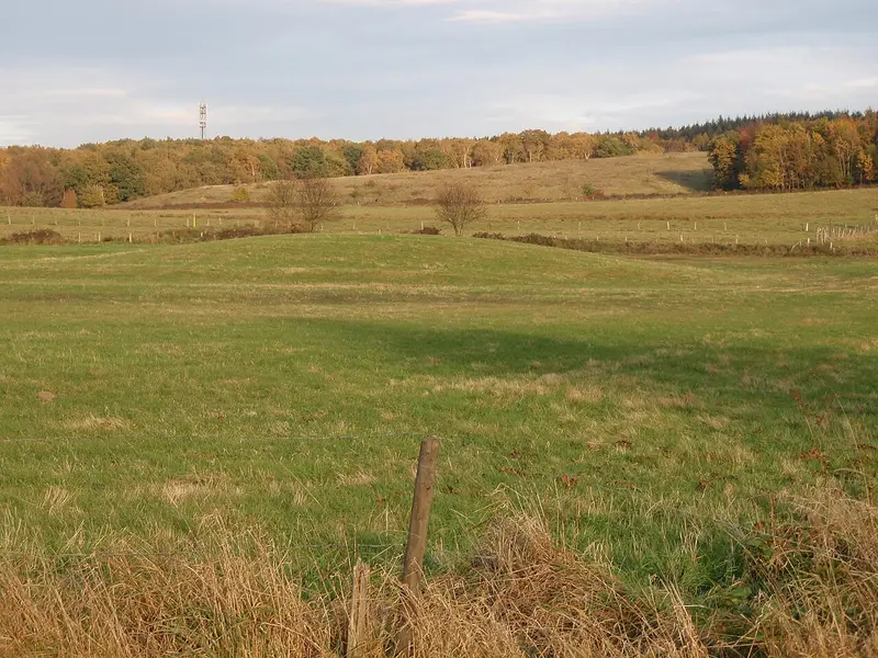 Niederungsmotte Niederpleis