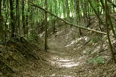 Ringwall Eifgenburg