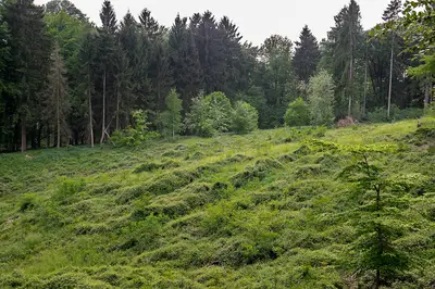 Rotenberg