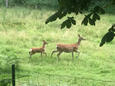 Wildbeobachtungsplattform Schwelentrup