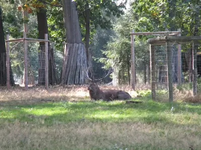 Wildgatter Heissiwald