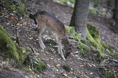 Wildpark Schmidt