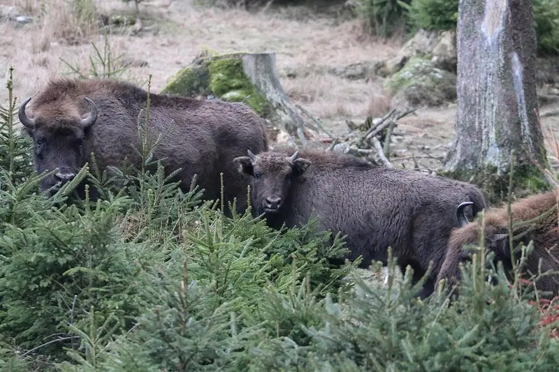 Wisent-Wildnis am Rothaarsteig