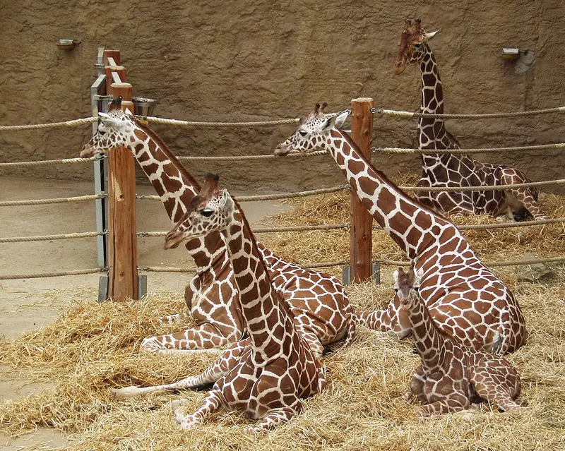 Zoo Duisburg